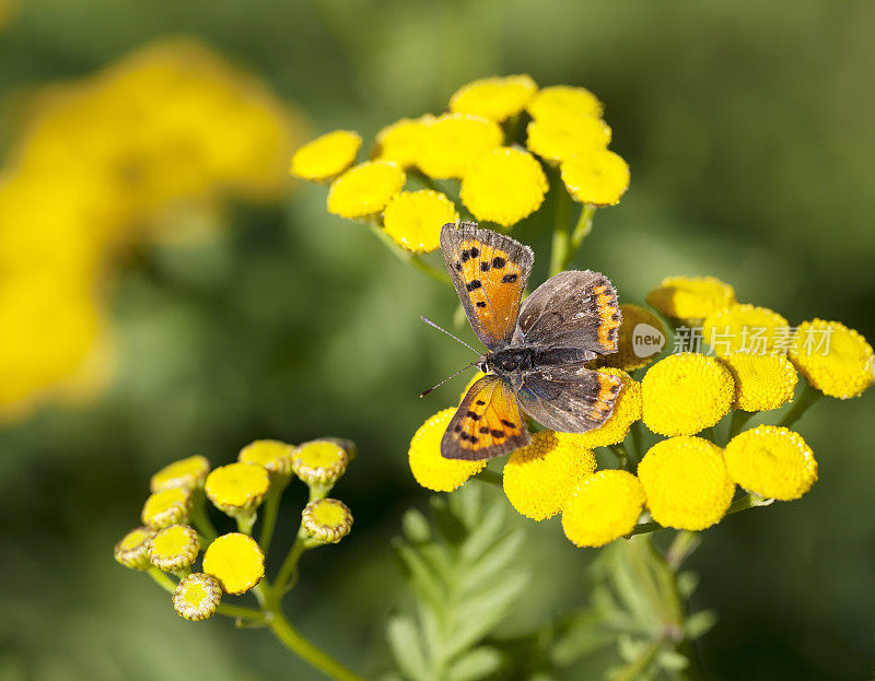 小铜蝶(Lycaena phlaeas)